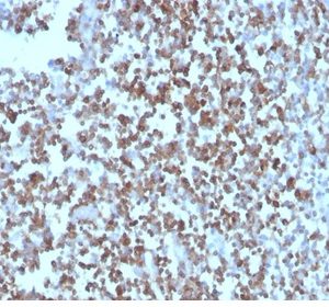 Formalin-fixed, paraffin-embedded human tonsil stained with CD27 Mouse Monoclonal Antibody (LPFS2/4178).