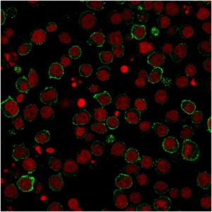 Immunofluorescentstaining of PFA-fixed Jurkatcells using CD28Mouse Monoclonal Antibody (CB28) followed by goat anti-mouse IgG-CF488 (green). Nuclei stained by RedDot (red).
