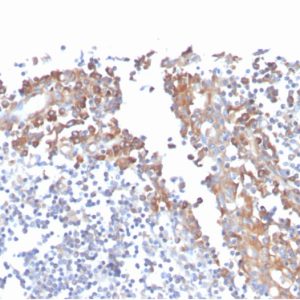 Formalin-fixed, paraffin-embedded human tonsil stained with CD80 Mouse Monoclonal Antibody (C80/3544).