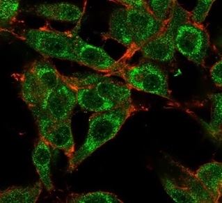 Immunofluorescence Analysis of PFA-fixed U87 cells stained using MED21 Mouse Monoclonal Antibody (PCRP-MED21-4B5) followed by goat anti-mouse IgG-CF488. Membrane stained with phalloidin. MED21 / SRB7 Antibody - Image 5