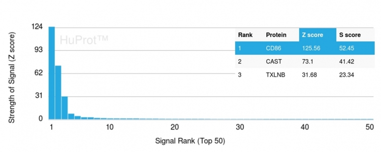 Analysis of Protein Array containing more than 19,000 full-length human proteins using CD86-Monospecific Mouse Monoclonal Antibody (C86/3711) Z- and S- Score: The Z-score represents the strength of a signal that a monoclonal antibody (MAb) (in combination with a fluorescently-tagged anti-IgG secondary antibody) produces when binding to a particular protein on the HuProtTM array. Z-scores are described in units of standard deviations (SD's) above the mean value of all signals generated on that array. If targets on HuProtTM are arranged in descending order of the Z-score, the S-score is the difference (also in units of SD's) between the Z-score. S-score therefore represents the relative target specificity of a MAb to its intended target. A MAb is considered to specific to its intended target, if the MAb has an S-score of at least 2.5. For example, if a MAb binds to protein X with a Z-score of 43 and to protein Y with a Z-score of 14, then the S-score for the binding of that MAb to protein X is equal to 29. CD86 (Dendritic Cells Maturation Marker) Antibody - Image 4