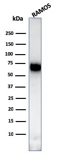 Western Blot Analysis of Ramos cell lysate using CD86 Mouse Monoclonal Antibody (C86/3713).