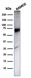 Western Blot Analysis of Ramos cell lysate using CD86 Mouse Monoclonal Antibody (C86/3716).