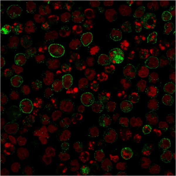 Confocal Immunofluorescence image of Raji cells using CD86 Mouse Recombinant Monoclonal Antibody (rC86/1146) followed by goat anti-Mouse IgG conjugated with CF488 (green). Red Dot is used to label the Nuclei (red).