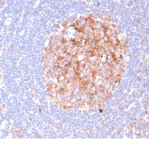 IHC analysis of formalin-fixed, paraffin-embedded human lymph node.  Staining of cell surface using C86/6500R at 2ug/ml in PBS for 30min RT. HIER: Tris/EDTA, pH9.0, 45min. 2°C: HRP-polymer, 30min. DAB, 5min.