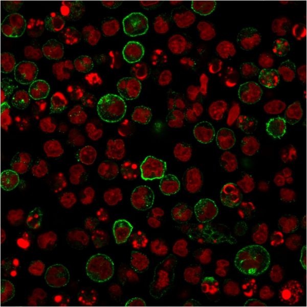 Immunofluorescent Staining of Raji cells using CD86 Rabbit Recombinant Monoclonal Antibody (C86/2160R) followed by goat anti-rabbit IgG conjugated with CF488 (green). Nuclei are stained with Red Dot.