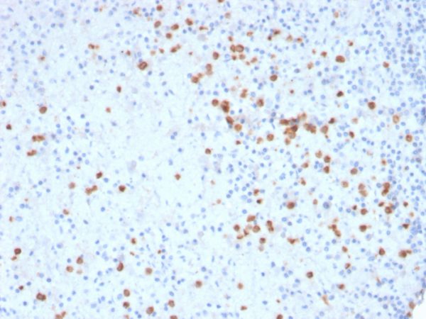 Formalin-fixed, paraffin-embedded human spleen stained with CD33 Mouse Monoclonal Antibody (SIGLEC3/3600).