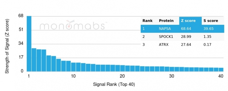 Analysis of Protein Array containing more than 19,000 full-length human proteins using Napsin A Mouse Monoclonal Antibody (NAPSA/3307). Z- and S- Score: The Z-score represents the strength of a signal that a monoclonal antibody (MAb) (in combination with a fluorescently-tagged anti-IgG secondary antibody) produces when binding to a particular protein on the HuProtTM array. Z-scores are described in units of standard deviations (SD's) above the mean value of all signals generated on that array. If targets on HuProtTM are arranged in descending order of the Z-score, the S-score is the difference (also in units of SD's) between the Z-score. S-score therefore represents the relative target specificity of a MAb to its intended target. A MAb is considered to specific to its intended target, if the MAb has an S-score of at least 2.5. For example, if a MAb binds to protein X with a Z-score of 43 and to protein Y with a Z-score of 14, then the S-score for the binding of that MAb to protein X is equal to 29. Napsin A (Lung Adenocarcinoma Marker) Antibody - Image 4