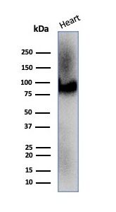 Western blot analysis of human heart tissue lysate using CD36 Mouse Monoclonal Antibody (CD36/7217).