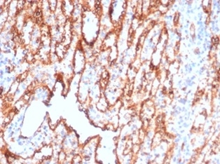 Formalin-fixed, paraffin-embedded human spleen stained with CD36 Mouse Monoclonal Antibody (CD36/7217) at 2ug/ml. HIER: Tris/EDTA, pH9.0, 45min. 2 °: HRP-polymer, 30min. DAB, 5min.