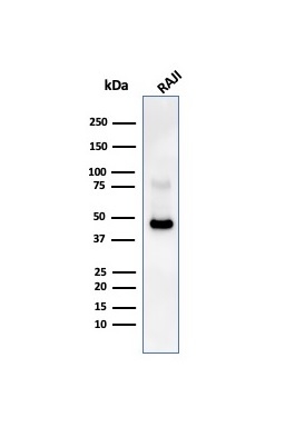 Western blot analysis of Raji cell lysate using CD38 Recombinant Rabbit Monoclonal Antibody (CD38/4247R).