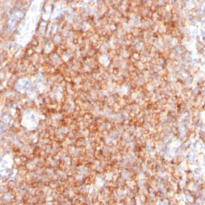 Formalin-fixed, paraffin-embedded human tonsil stained with CD40 Mouse Monoclonal Antibody (C40/2383).