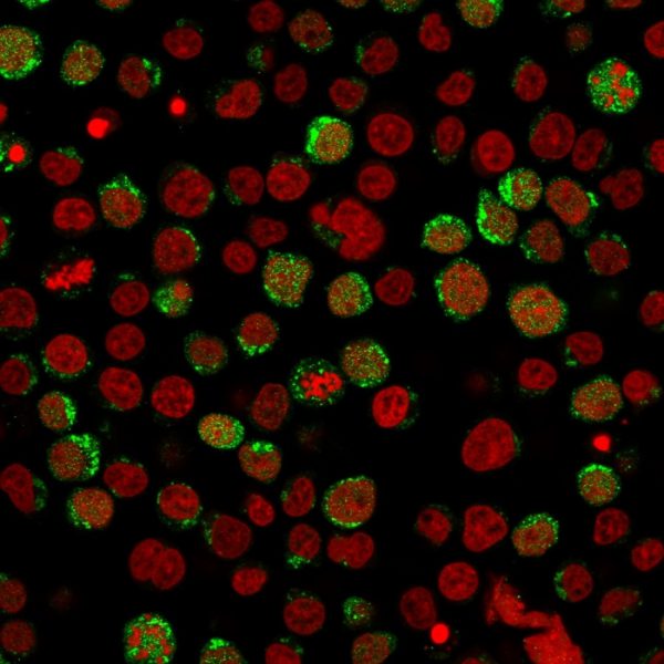 Immunofluorescent staining of paraformaldehyde-fixed Jurkat cells using CD40L Mouse Monoclonal Antibody (CD40LG/2761) followed by goat anti-Mouse IgG conjugated to CF488 (green). Nuclei are stained with Reddot.