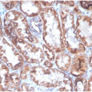 Formalin-fixed, paraffin-embedded human kidney stained with CD40L-Monospecific Mouse Monoclonal Antibody D40LG/4675)at 2ug/ml. HIER: Tris/EDTA, pH9.0, 45min. 2°C: HRP-polymer, 30min. DAB, 5min.