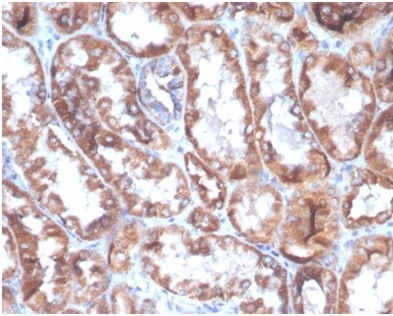 Formalin-fixed, paraffin-embedded human kidney stained with CD40L-Monospecific Mouse Monoclonal Antibody D40LG/4675)at 2ug/ml. HIER: Tris/EDTA, pH9.0, 45min. 2°C: HRP-polymer, 30min. DAB, 5min. CD40 Ligand / CD154 / TRAP1 (Activation Marker of T-Lymphocytes) Antibody