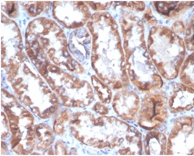 Formalin-fixed, paraffin-embedded human kidney stained with CD40L-Monospecific Mouse Monoclonal Antibody D40LG/4675)at 2ug/ml. HIER: Tris/EDTA, pH9.0, 45min. 2°C: HRP-polymer, 30min. DAB, 5min.
