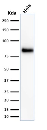 Western Blot Analysis of HeLa cell lysate using CD44 Mouse Monoclonal Antibody (156-3C11).