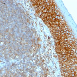 Formalin-fixed, paraffin-embedded human Tonsil stained with CD44 Mouse Monoclonal Antibody (SPM521).