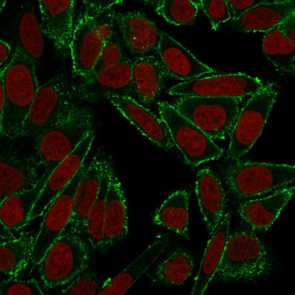 Confocal immunofluorescence image of HeLa cells using CD44 Mouse Monoclonal Antibody (HCAM/918) in Green (CF488) and Reddot is used to label the nuclei Red.