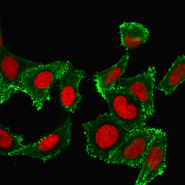 Confocal immunofluorescence image HeLa cells using CD44 Mouse Monoclonal Antibody (DF1485) labeled Green (CF488) and Reddot is used to label the nuclei Red.