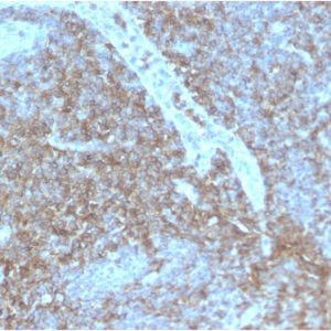 Formalin-fixed, paraffin-embedded human Lymph Node stained with CD44 Rabbit Recombinant Monoclonal Antibody (HCAM/2875R).