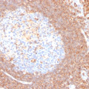 Formalin-fixed, paraffin-embedded human tonsil stained with CD44 Rabbit Recombinant Monoclonal Antibody (HCAM/4110R).