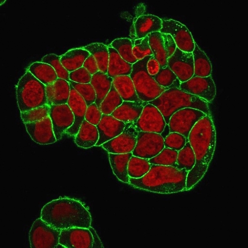 Immunofluorescence Analysis of PFA-fixed MCF-7 cells. CD47 Mouse Monoclonal Antibody (IAP/964 + B6H12.2) followed by goat anti-Mouse IgG-CF488 (Green). Nuclei are stained with Redot.