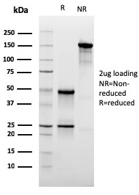 SDS-PAGE Analysis Purified CD47 Mouse Monoclonal Antibody (IAP/3019). Confirmation of Integrity and Purity of Antibody.