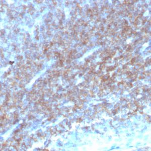 Formalin-fixed, paraffin-embedded human tonsil stained with CD48 Mouse Monoclonal Antibody (CD48/4784).