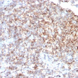 Formalin-fixed, paraffin-embedded human tonsil stained with CD48 Mouse Monoclonal Antibody (CD48/4785).
