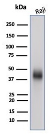 Western blot analysis of Raji cell lysate using CD48 Monospecific Mouse Monoclonal Antibody (CD48/4787).
