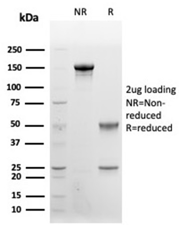 SDS-PAGE Analysis Purified CD48 Monospecific Mouse Monoclonal Antibody (CD48/4787). Confirmation of Purity and Integrity of Antibody.