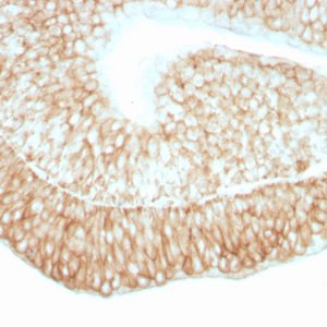 Formalin-fixed, paraffin-embedded human bladder stained with CD59 Mouse Monoclonal Antibody (193-27).