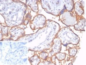 Formalin-fixed, paraffin-embedded human placenta stained with CD59 Recombinant Mouse Monoclonal Antibody (rMACIF/7288). Inset: PBS instead of primary antibody; secondary only negative control.