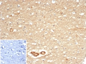 IHC analysis of formalin-fixed, paraffin-embedded human cerebellum. Cytoplasmic and membranous staining using MACIF/7021R at 2ug/ml. Inset: PBS instead of primary antibody; secondary only negative control.