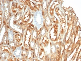 IHC analysis of formalin-fixed, paraffin-embedded human kidney. Cytoplasmic and membranous staining using MACIF/7021R at 2ug/ml. HIER: Tris/EDTA, pH9.0, 45min. 2 °: HRP-polymer, 30min. DAB, 5min.