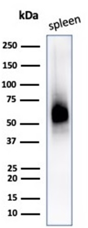 Western Blot Analysis of human spleen tissue lysate using CD63 Mouse Monoclonal Antibody (LAMP3/2790).