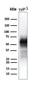 Analysis of Protein Array containing >19,000 full-length human proteins using CD63 Mouse Monoclonal Antibody (LAMP3/2790) Z- and S- Score: The Z-score represents the strength of a signal that a monoclonal antibody (MAb) (in combination with a fluorescently-tagged anti-IgG secondary antibody) produces when binding to a particular protein on the HuProtTM array. Z-scores are described in units of standard deviations (SD&apos;s) above the mean value of all signals generated on that array. If targets on HuProtTM are arranged in descending order of the Z-score, the S-score is the difference (also in units of SD&apos;s) between the Z-score. S-score therefore represents the relative target specificity of a MAb to its intended target.  A MAb is considered to specific to its intended target, if the MAb has an S-score of at least 2.5. For example, if a MAb binds to protein X with a Z-score of 43 and to protein Y with a Z-score of 14, then the S-score for the binding of that MAb to protein X is equal to 29.