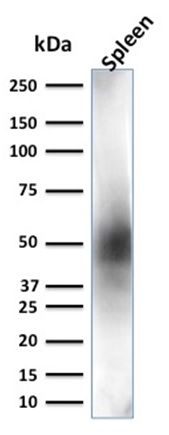Western Blot Analysis of Spleen tissue lysate using CD63 Mouse Monoclonal Antibody (LAMP3/2881)