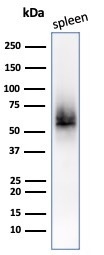 Western Blot Analysis of Spleen tissue lysate using CD63 Mouse Monoclonal Antibody (LAMP3/2789).