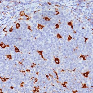 Formalin-fixed, paraffin-embedded human Tonsil stained with CD68 Mouse Monoclonal Antibody (KP1).