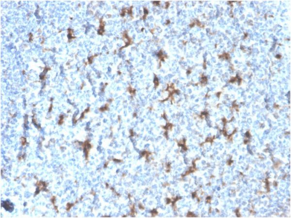 Formalin-fixed, paraffin-embedded human Tonsil stained with CD68 Recombinant Mouse Monoclonal Antibody (rLAMP4/824).