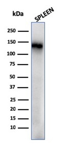 Western Blot Analysis of human Spleen tissue lysate using CD68 Recombinant Mouse Monoclonal Antibody (rLAMP4/824).