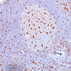 Formalin-fixed, paraffin-embedded human Tonsil stained with CD68 Mouse Monoclonal Antibody (SPM130).