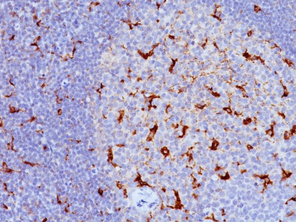 Formalin-fixed, paraffin-embedded human Tonsil stained with CD68 Mouse Monoclonal Antibody (KP1+C68/684).