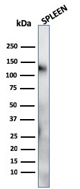 Western Blot Analysis of human Spleen tissue lysate using CD68 Mouse Monoclonal Antibody (LAMP4/824).