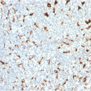 Formalin-fixed, paraffin-embedded human Tonsil stained with CD68 Mouse Monoclonal Antibody (C68/2511).