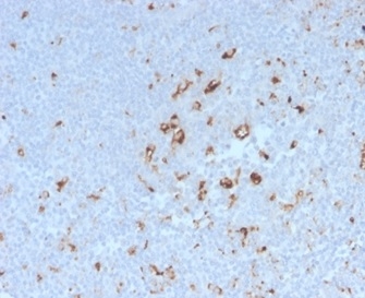 Formalin-fixed, paraffin-embedded human tonsil stained with CD68 Rabbit Recombinant Monoclonal Antibody (C68/2908R). HIER: Tris/EDTA, pH9.0, 45min. 2 °: HRP-polymer, 30min. DAB, 5min.