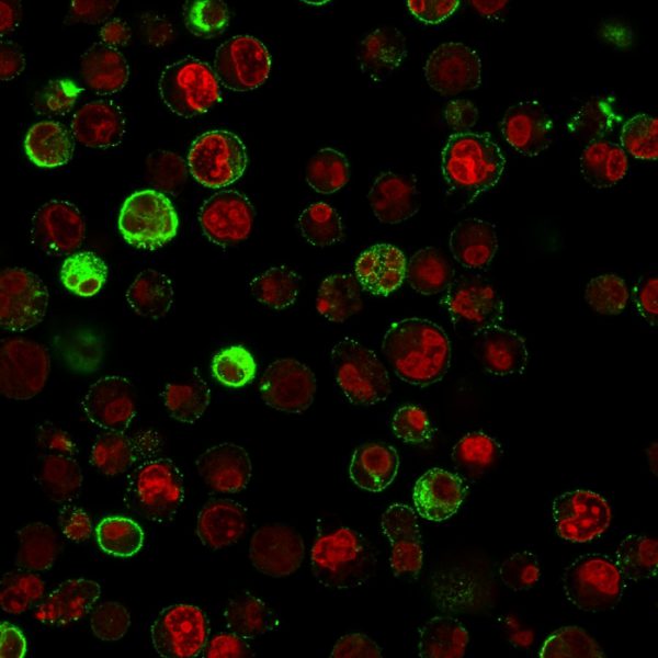 Immunofluorescence Analysis of Raji cells labeling CD74 with CD74 Mouse Monoclonal Antibody (SPM523) followed by Goat anti-Mouse IgG-CF488 (Green). The nuclear counterstain is Reddot (Red)