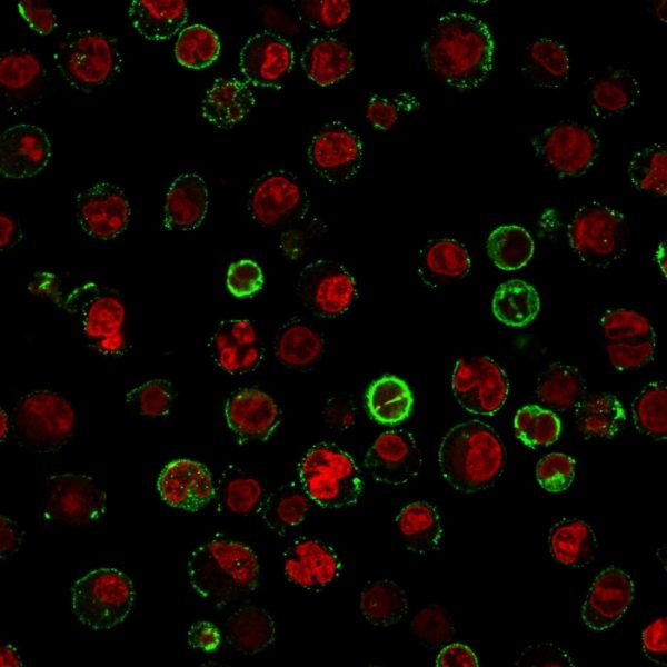 Immunofluorescent staining of Raji cells. CD74 Mouse Monoclonal Antibody (CLIP/813) followed by goat anti-Mouse IgG-CF488 (Green). The nuclear counterstain is Reddot (Red)